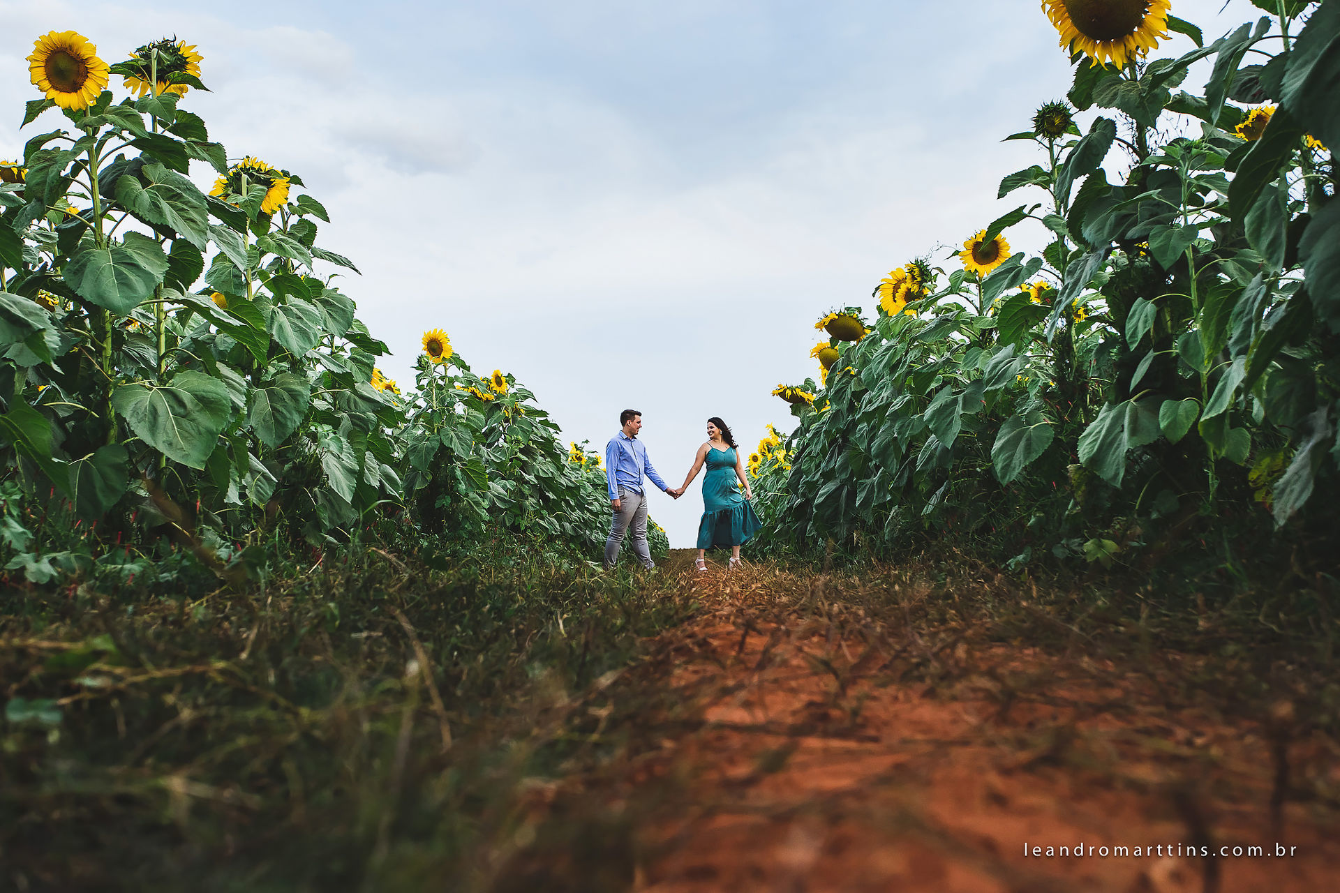 Pré Wedding Ana Paula e Lucas na plantação de girassóis
